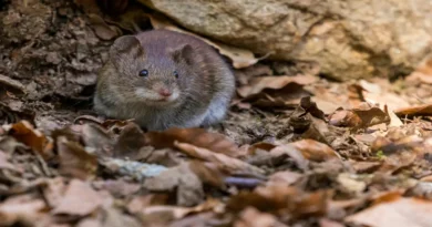 How to Get Rid of Mice in Walls: Effective Solutions